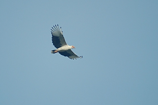 Palm-Nut Vulture.JPG